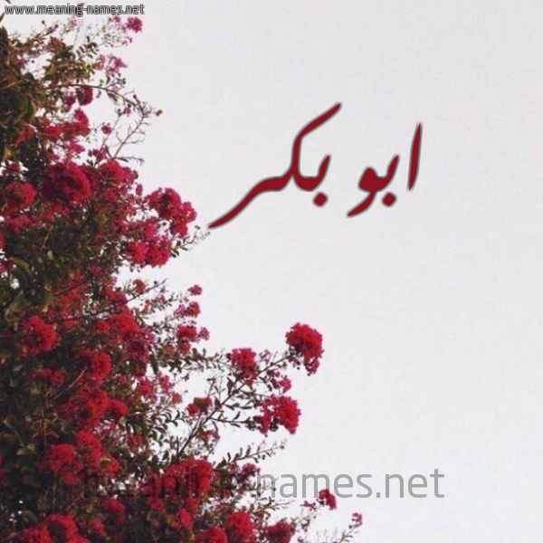 شكل 18 صوره الورد الأحمر للإسم بخط رقعة صورة اسم ابو بكر Abu-bakr